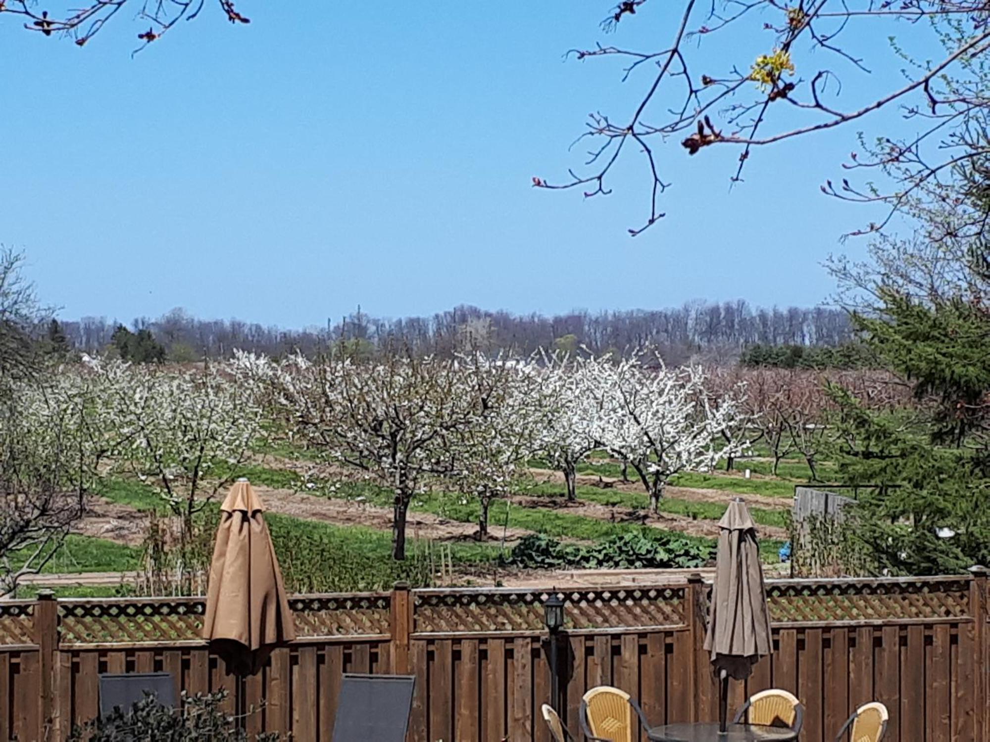 مبيت وإفطار Niagara-on-the-Lake A Li'L Bit Of Eden المظهر الخارجي الصورة